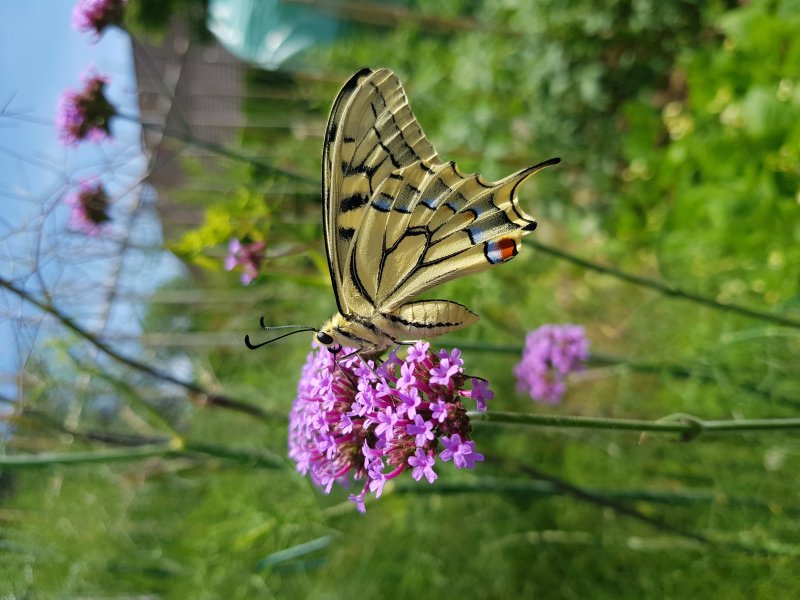 PAPILLON. MACHAON. Sur Verveine du Cap. Jardin. MURIEL GODET